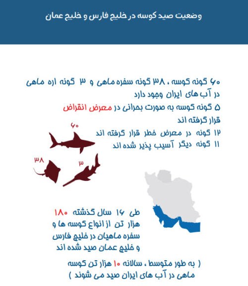وضعیت صید کوسه ها در خلیج فارس و دریای عمان