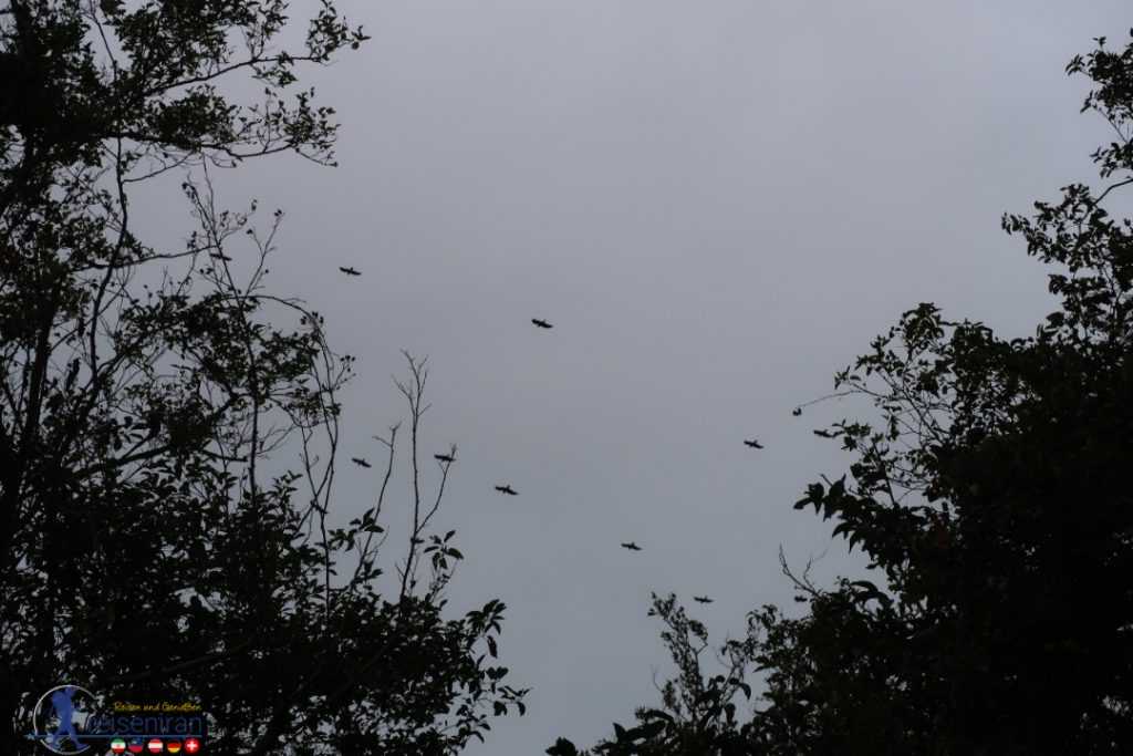 تماشای پرندگان در آسمان از بافت جنگلی میانکاله