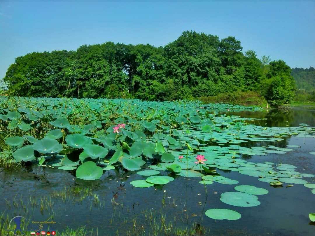 تالاب سوستان لاهیجان - گیلان| می هتل