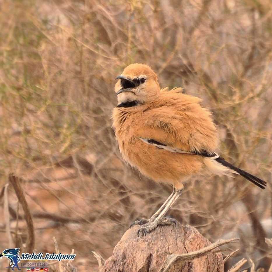 زاغ بور در حال آواز