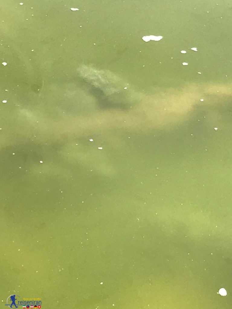 تمساح پوزه کوتاه در زیر آب