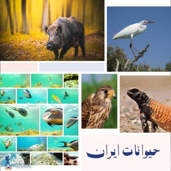 حیوان های ایران