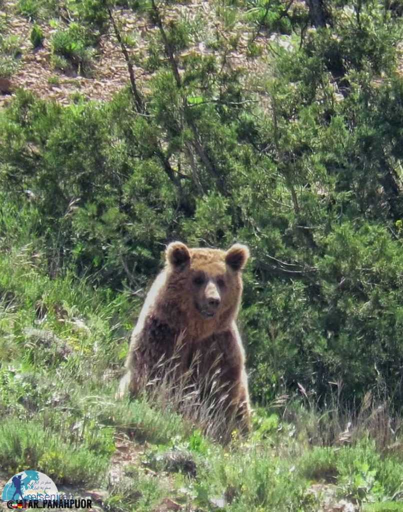 خرس قهوه‌ای ایران