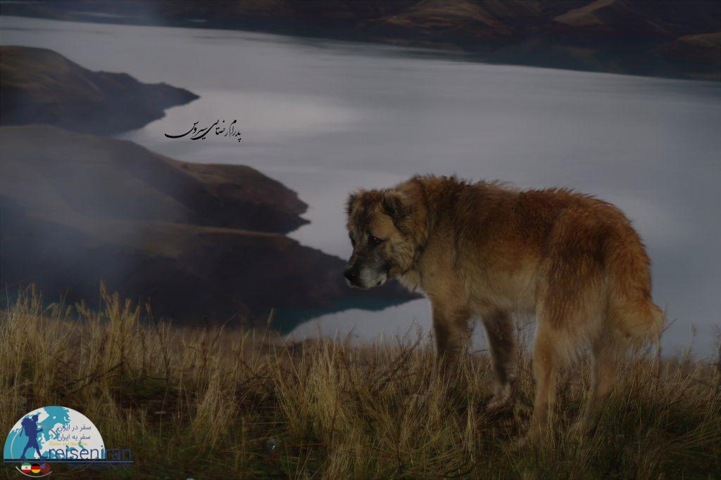 سگ در کنار دریاچه طالقان