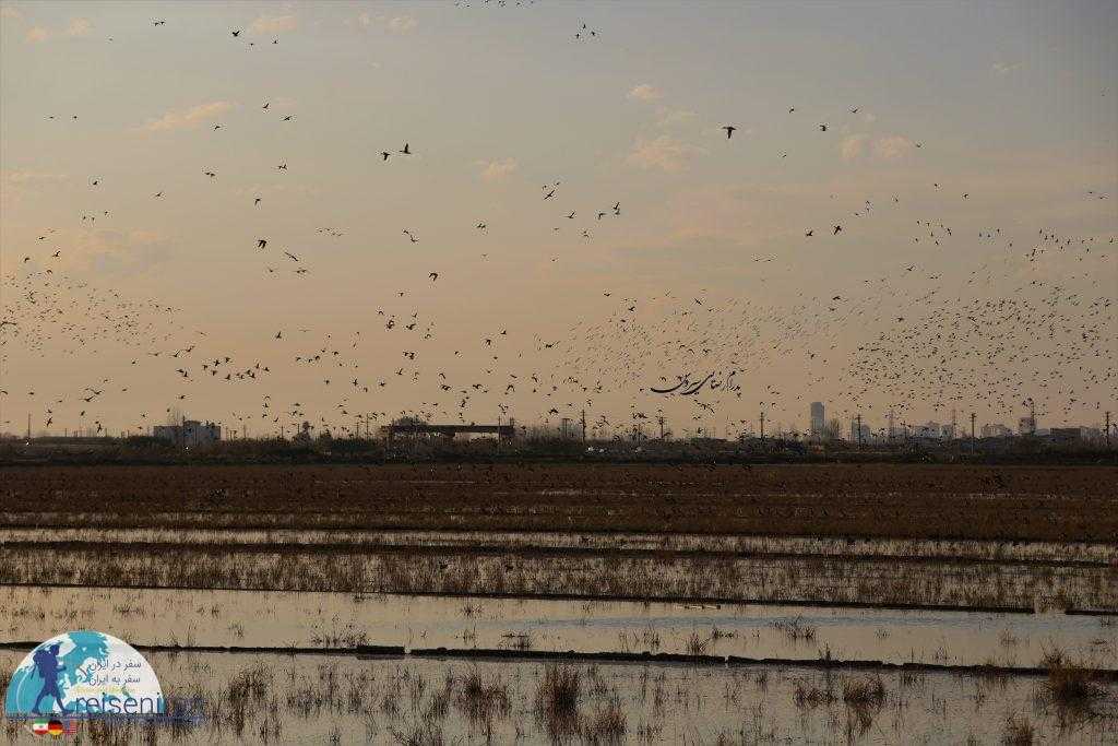 پرندگان وحشی مهاجر در تالاب