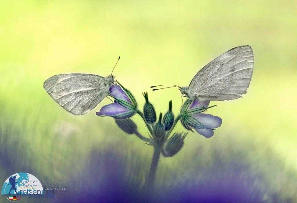 پروانه ها