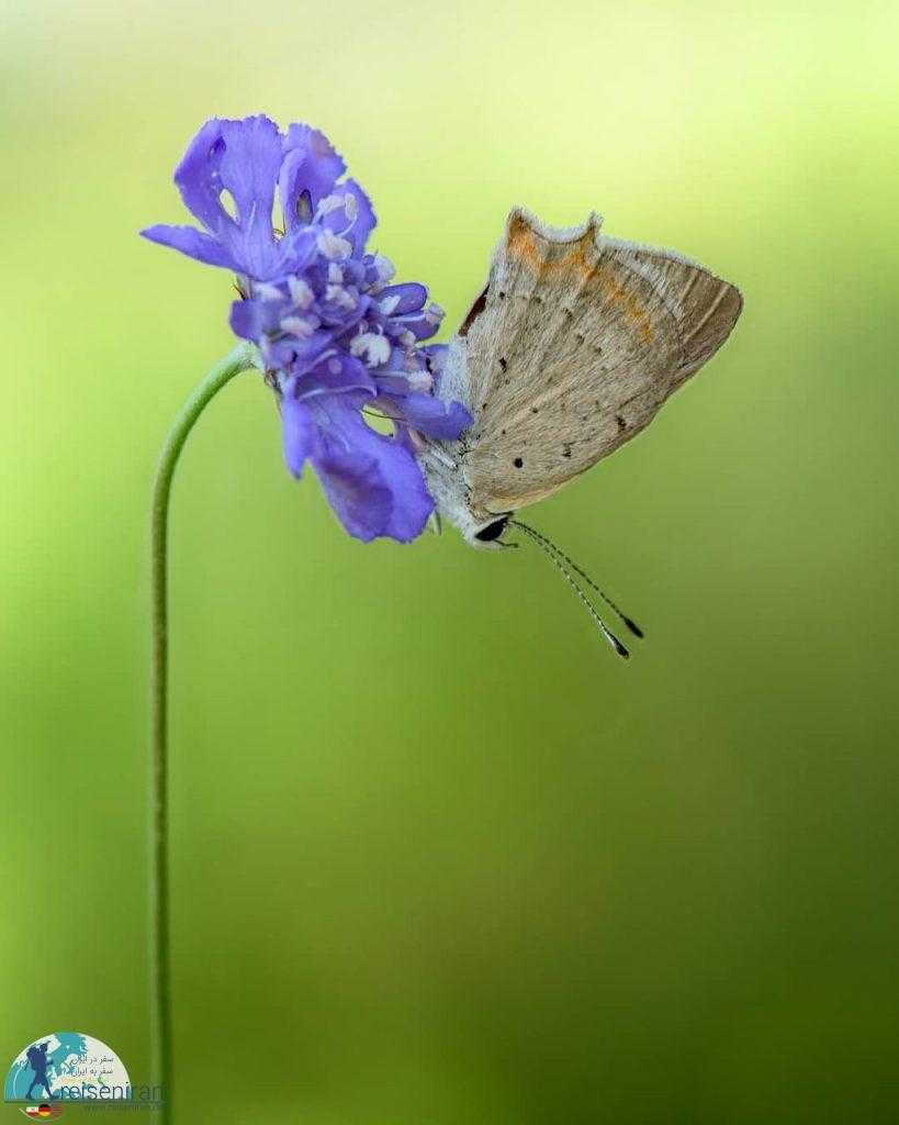 پروانه زیبا