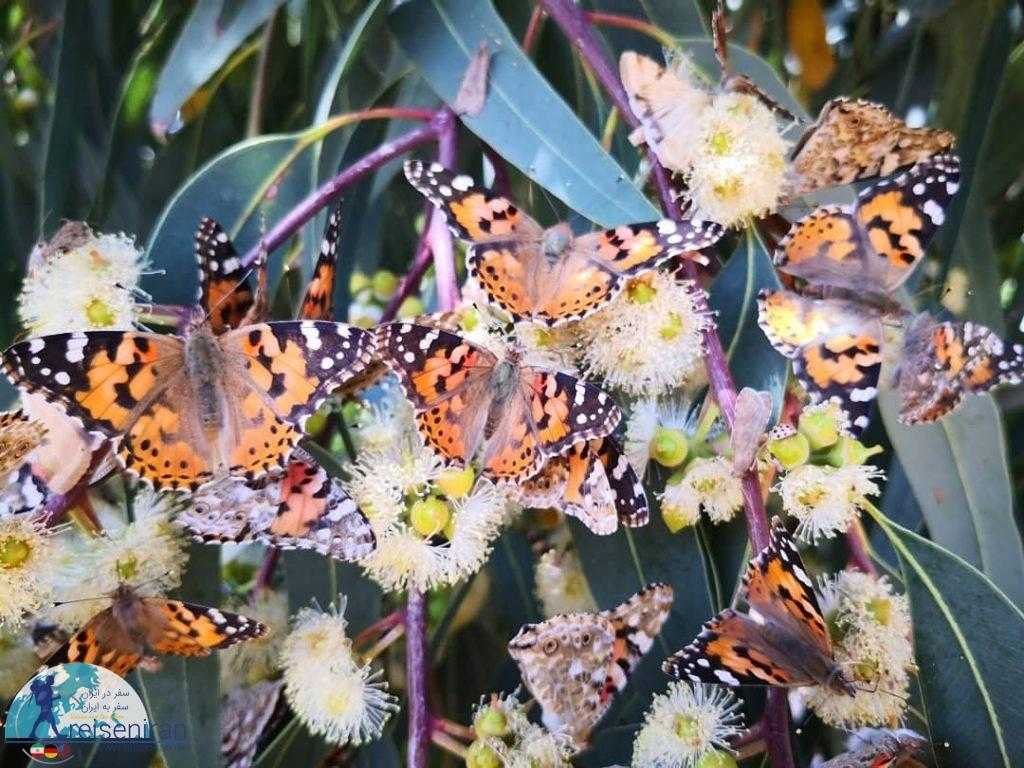 پروانه های ایران