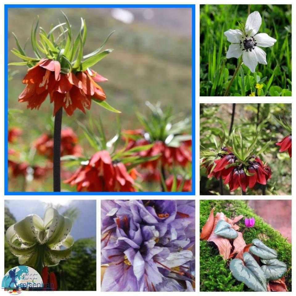 گل های بومی ایران