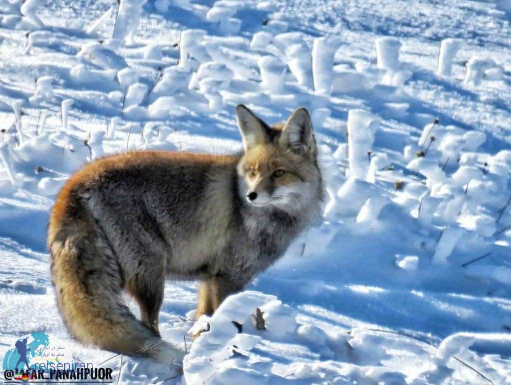 روباه در برف