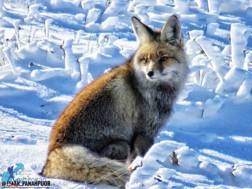 روباه در زمستان