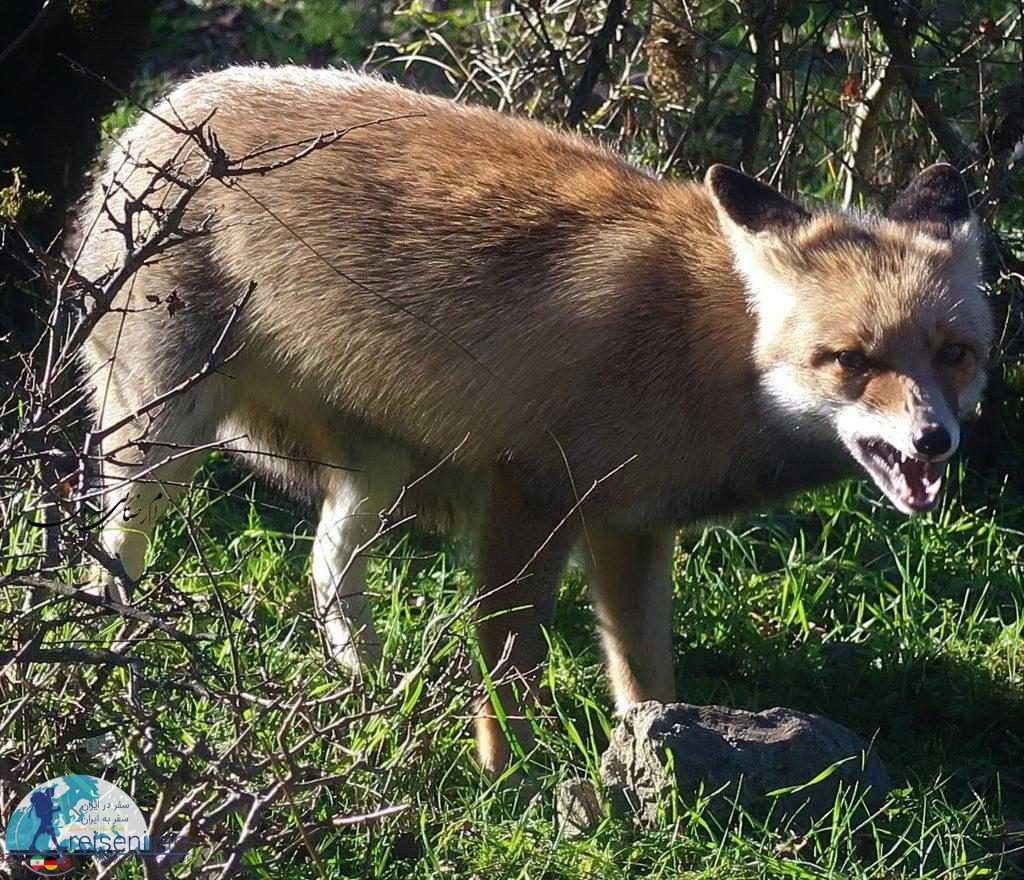 روباه معمولی