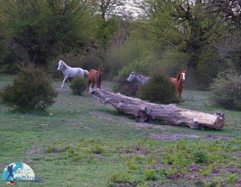 اسب های آزاد در الیمستان