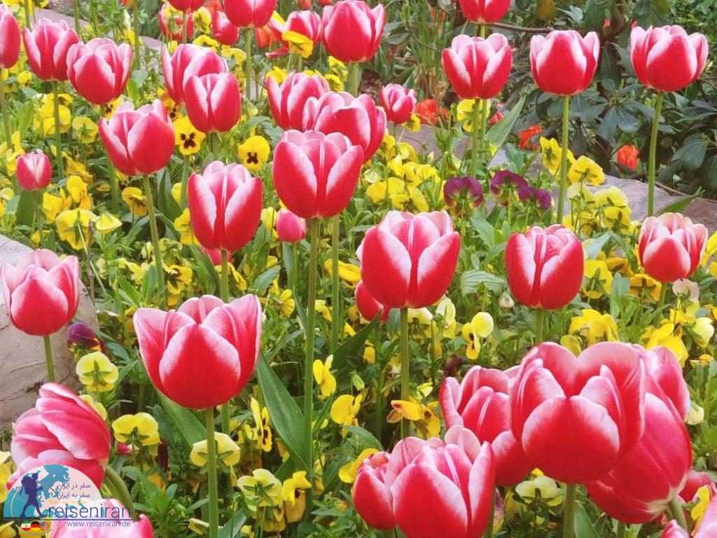 گل های باغ ایرانی