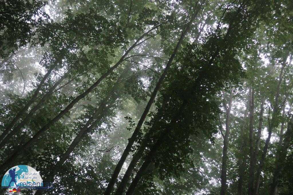 نماهای از جنگل که شبیه نقاشی است