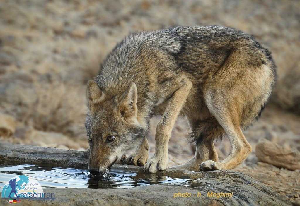 گرگ در آبشخور