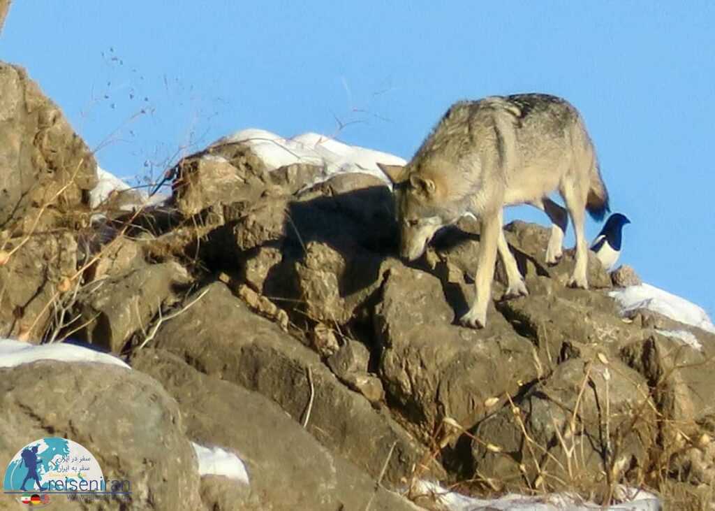 گرگ در کوهستان