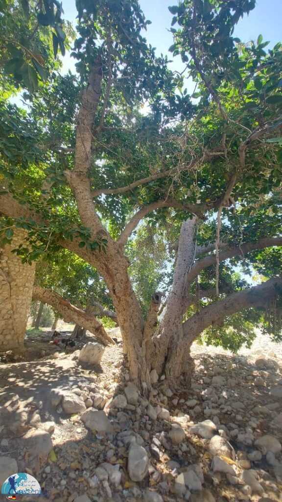 درخت کهنسال مسیر چشمه کلات
