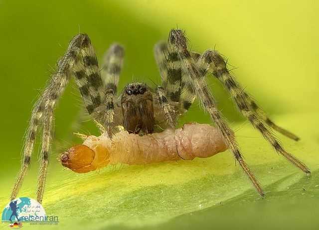 عنکبوت در حال صرف شام