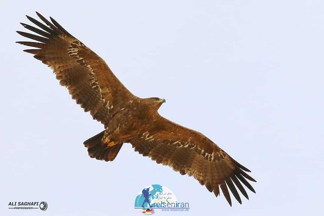 بال های زیبای عقاب صحرایی