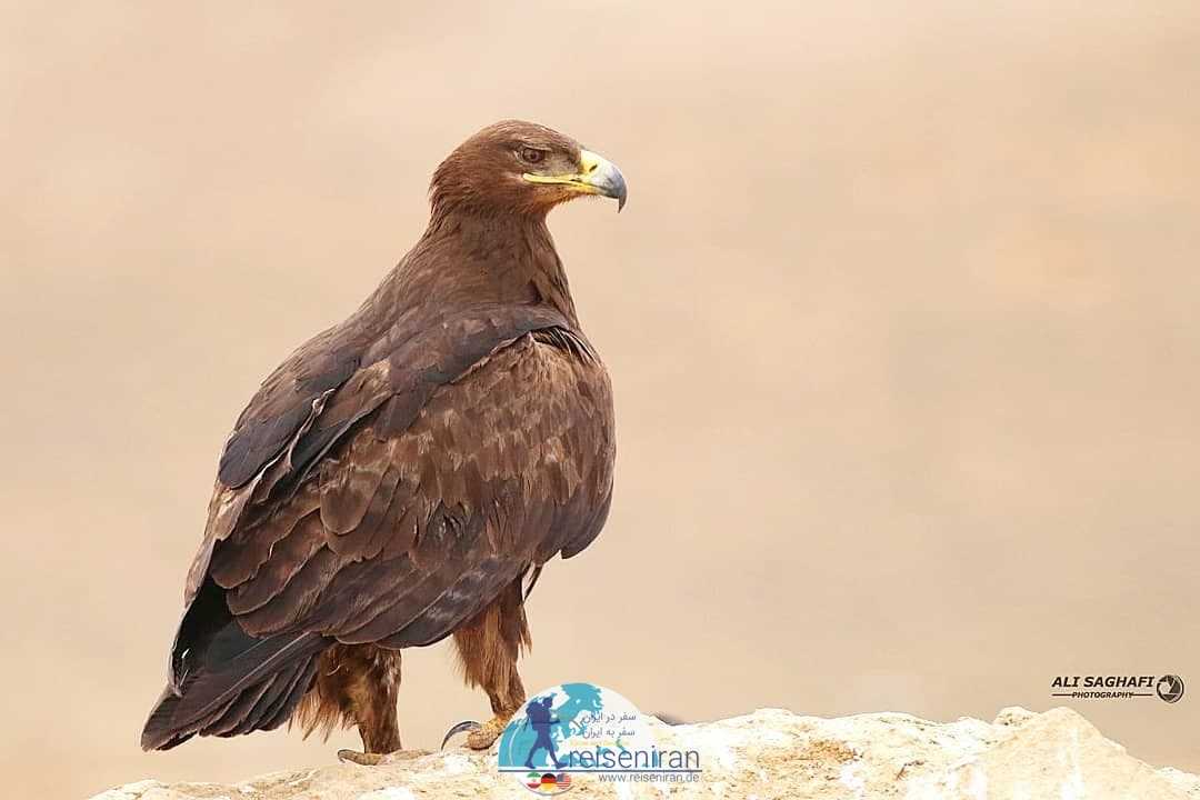 عقاب صحرایی زیبا