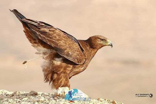 عکس زیبای عقاب صحرایی