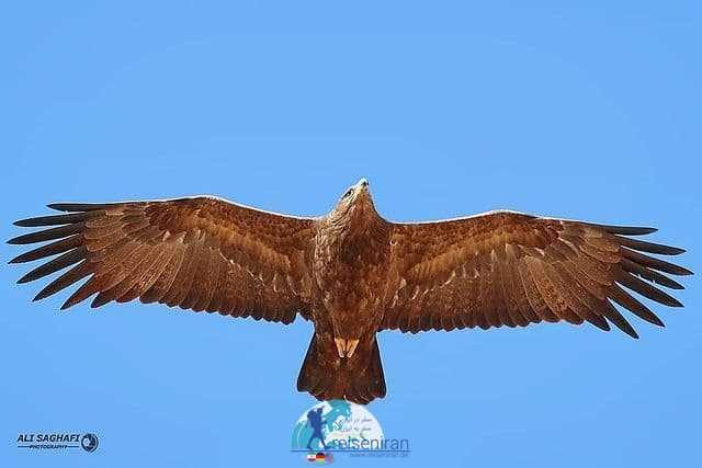 پرواز عقاب صحرایی