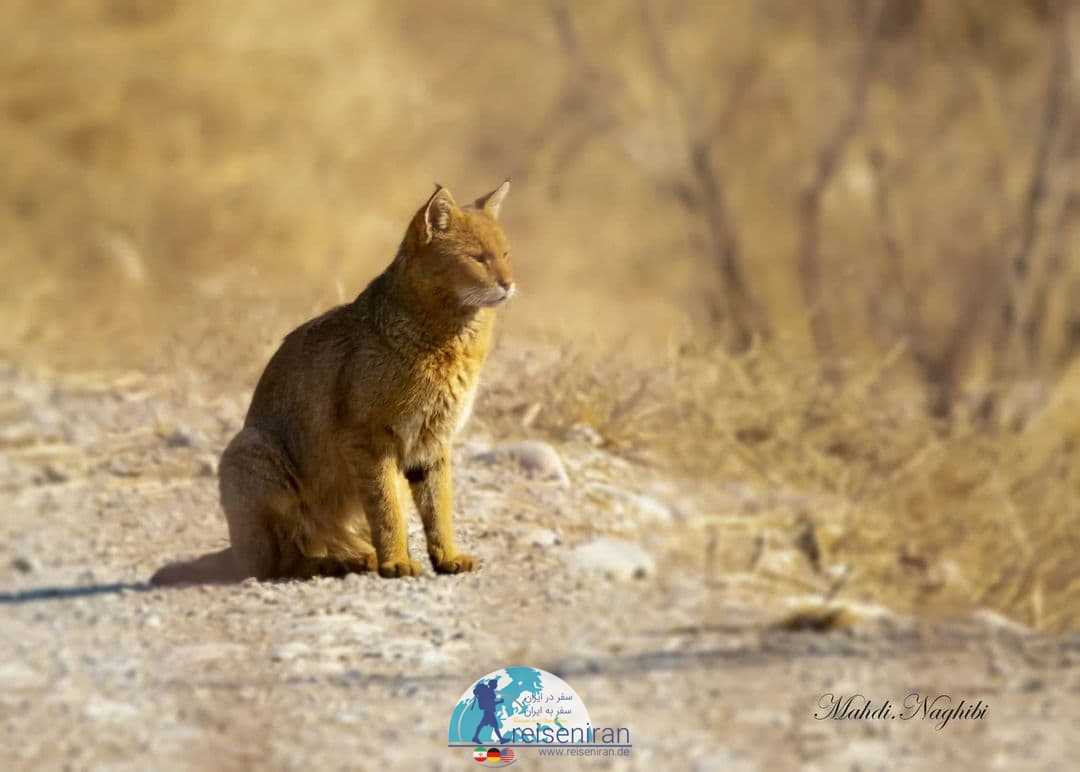 گربه جنگلی در منطقه حفاظت شده کشف رود
