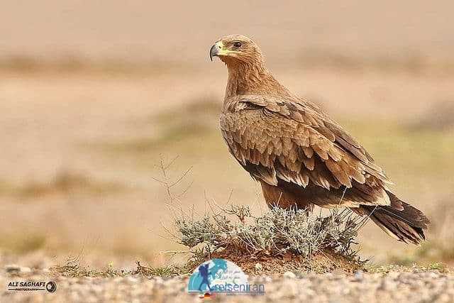 عقاب صحرایی در بیشه