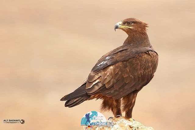 عکس زیبا عقاب استپی