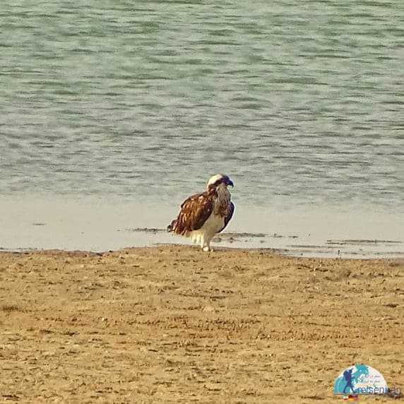 عقاب ماهیگیر در ساحل خلیج فارس