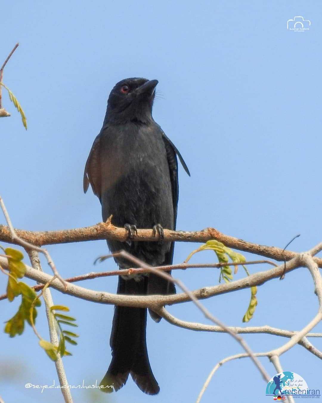 عکس پرنده بوچانگا