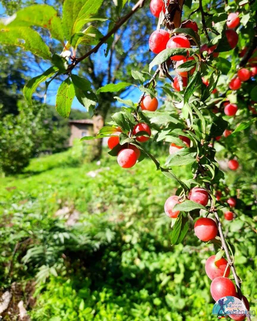 میوه های تابستانی در روستا نمکدره رامسر