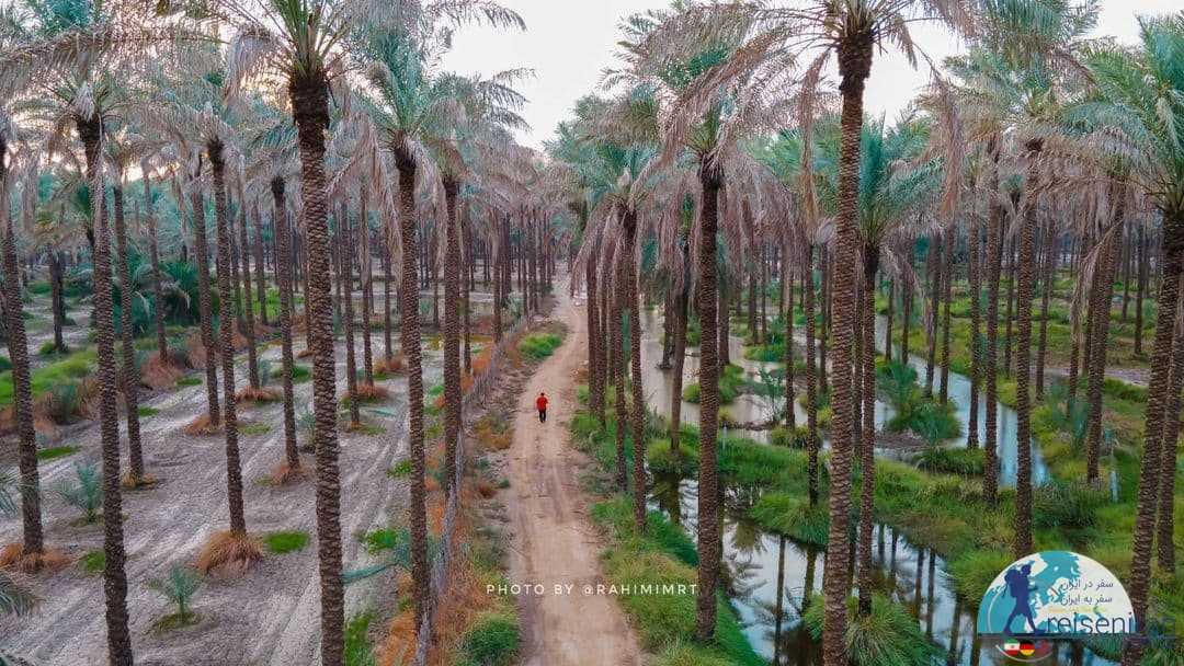 عکس نخلستان های آبپخش بوشهر