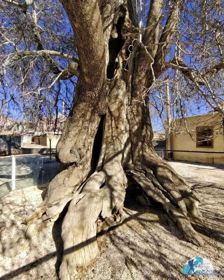 درخت کهنسال روستای تنگ چنار مهریز