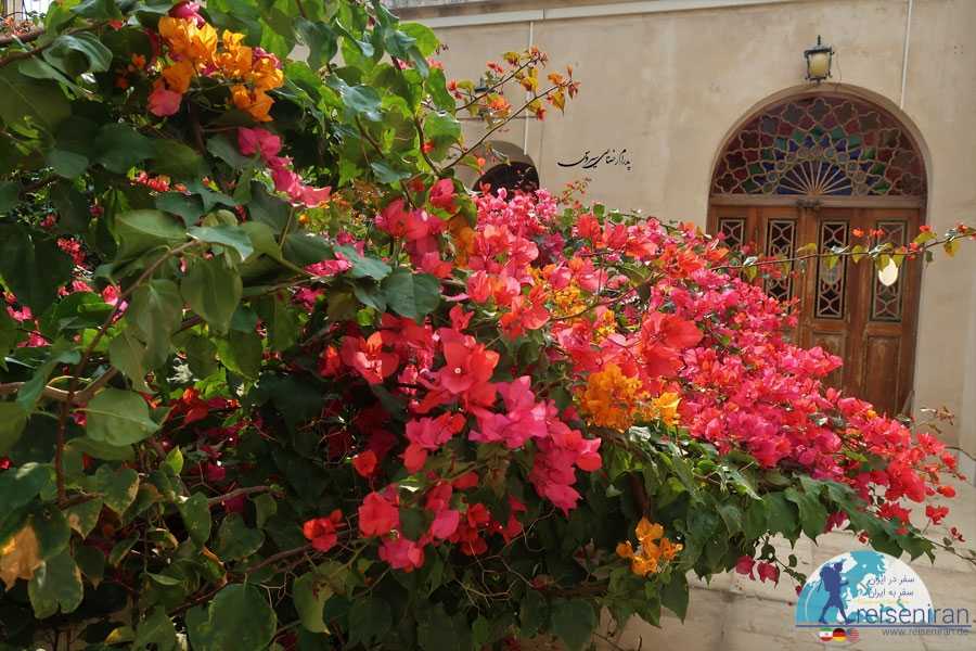 گل کاغذی های خانه طبیب بوشهر