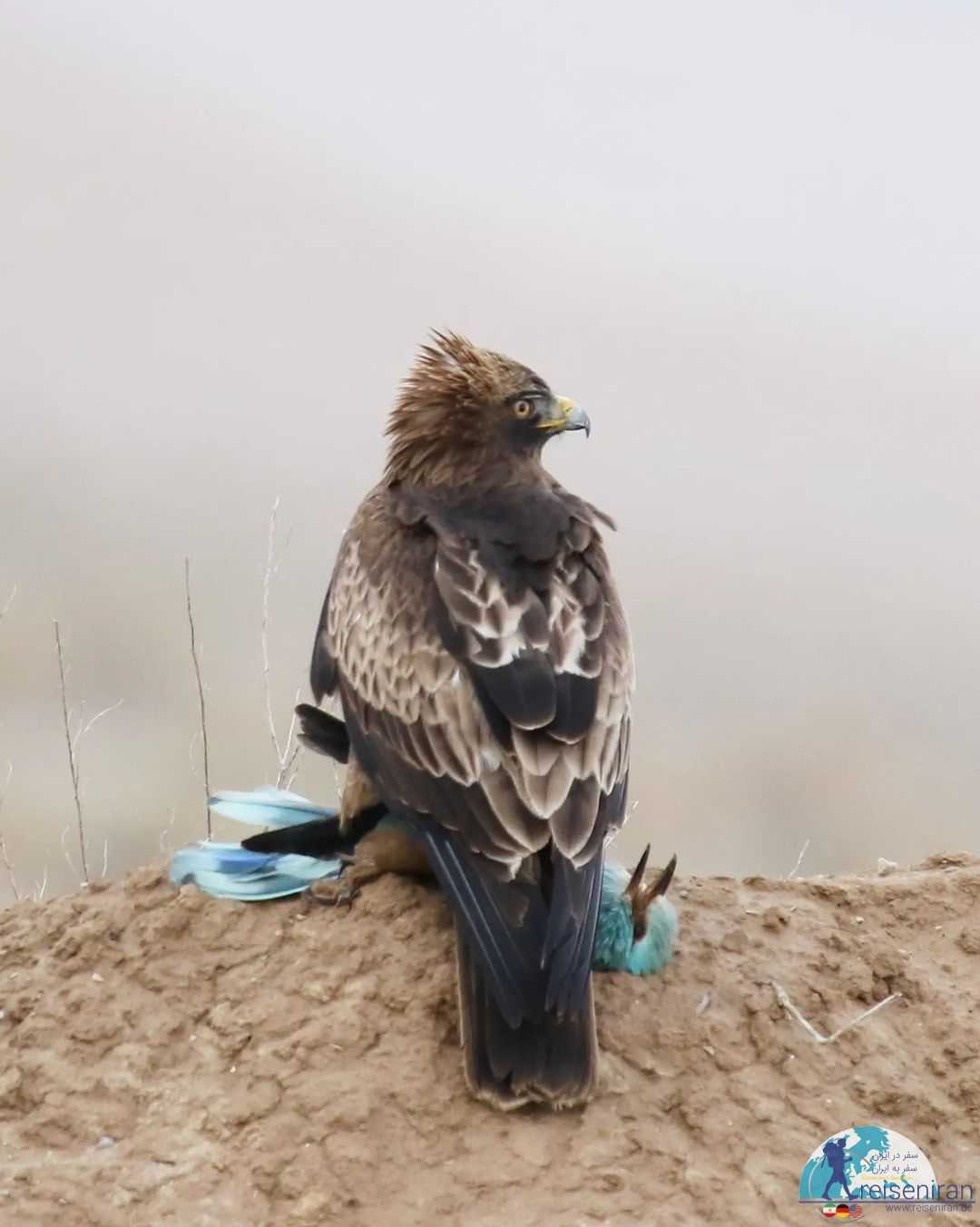 عکس عقاب پرپا