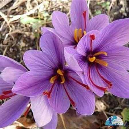 تصویر جزئیات گل زعفران