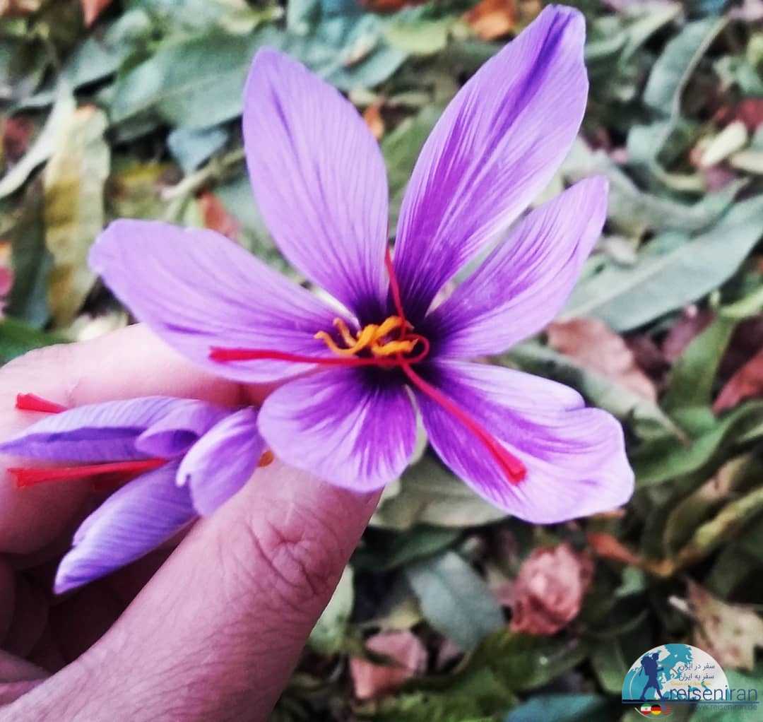 عکس گل زعفران