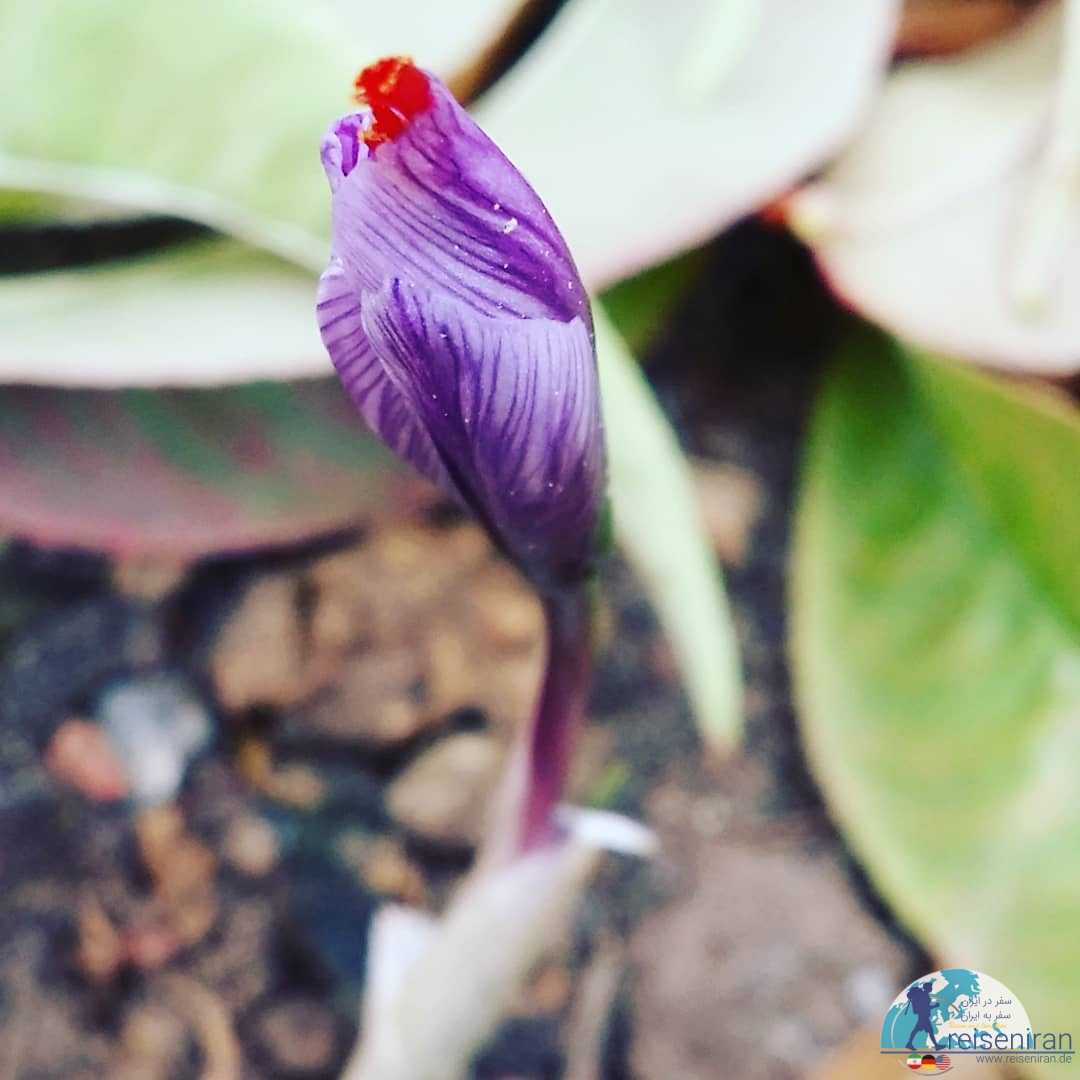 غنچه گل زعفران