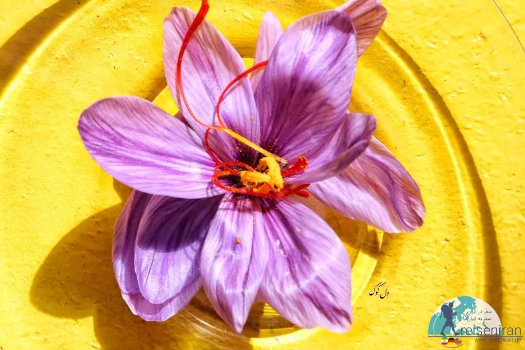 عکس جزئیات یک گل زعفران