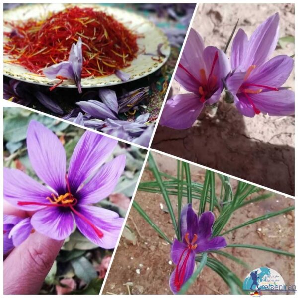 کاشت گل زعفران در باغچه و گلدان