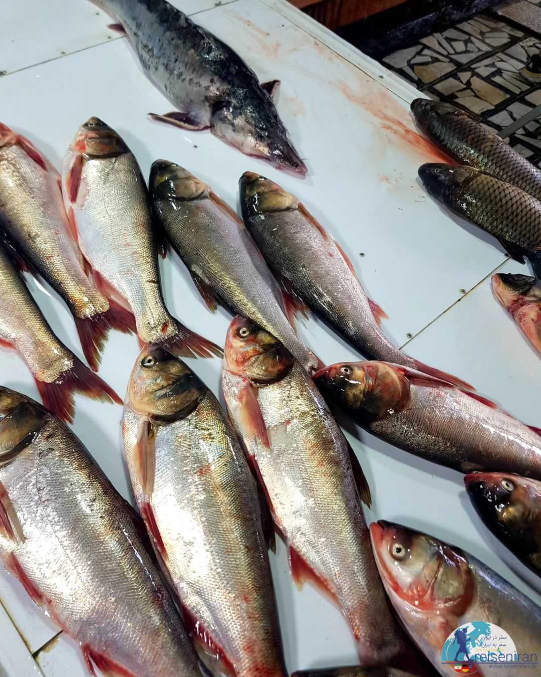 ماهی تازه در بازار غدیر محمودآباد